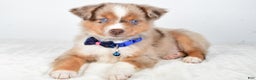Miniature Australian Shepherd dogs for sale: Patrick - Ad 3