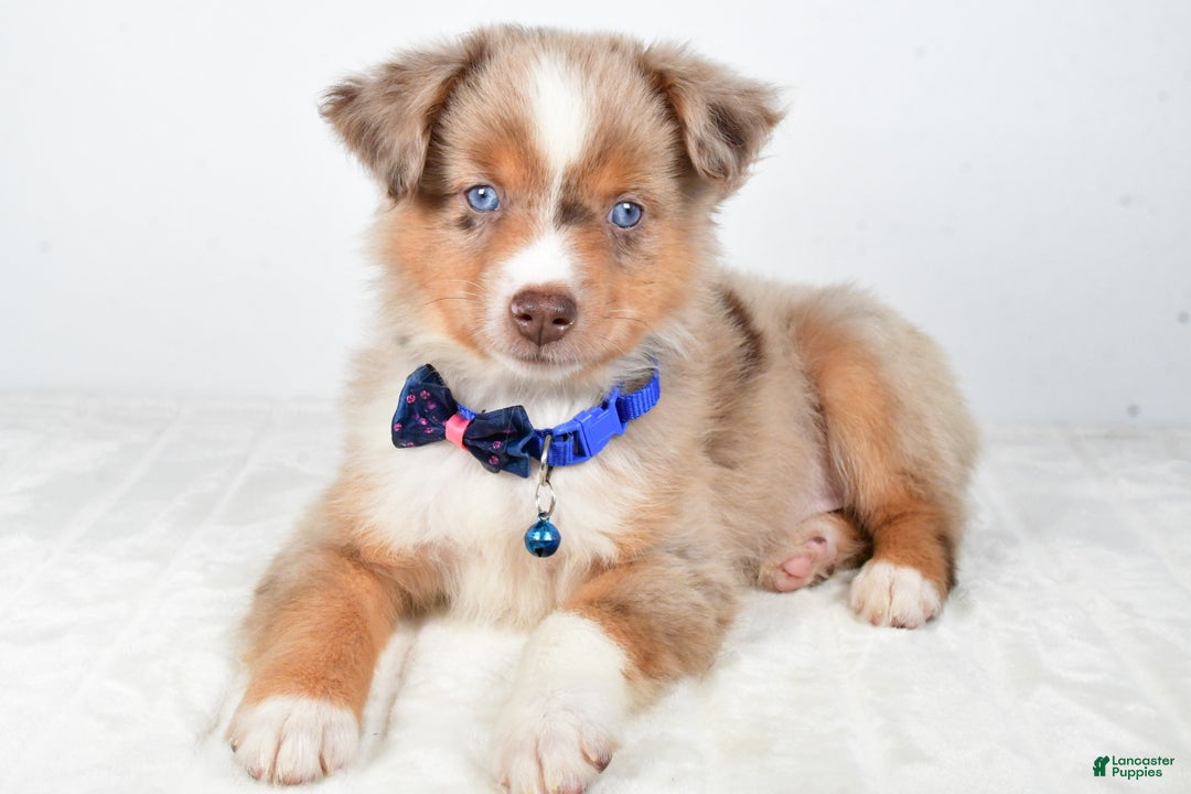 Miniature Australian Shepherd dogs for sale: Patrick - Ad 3