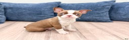 Boston Terrier dogs for sale: Banjo - Ad 1