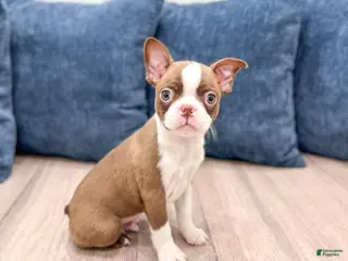 Boston Terrier dogs Banjo - Ad 11