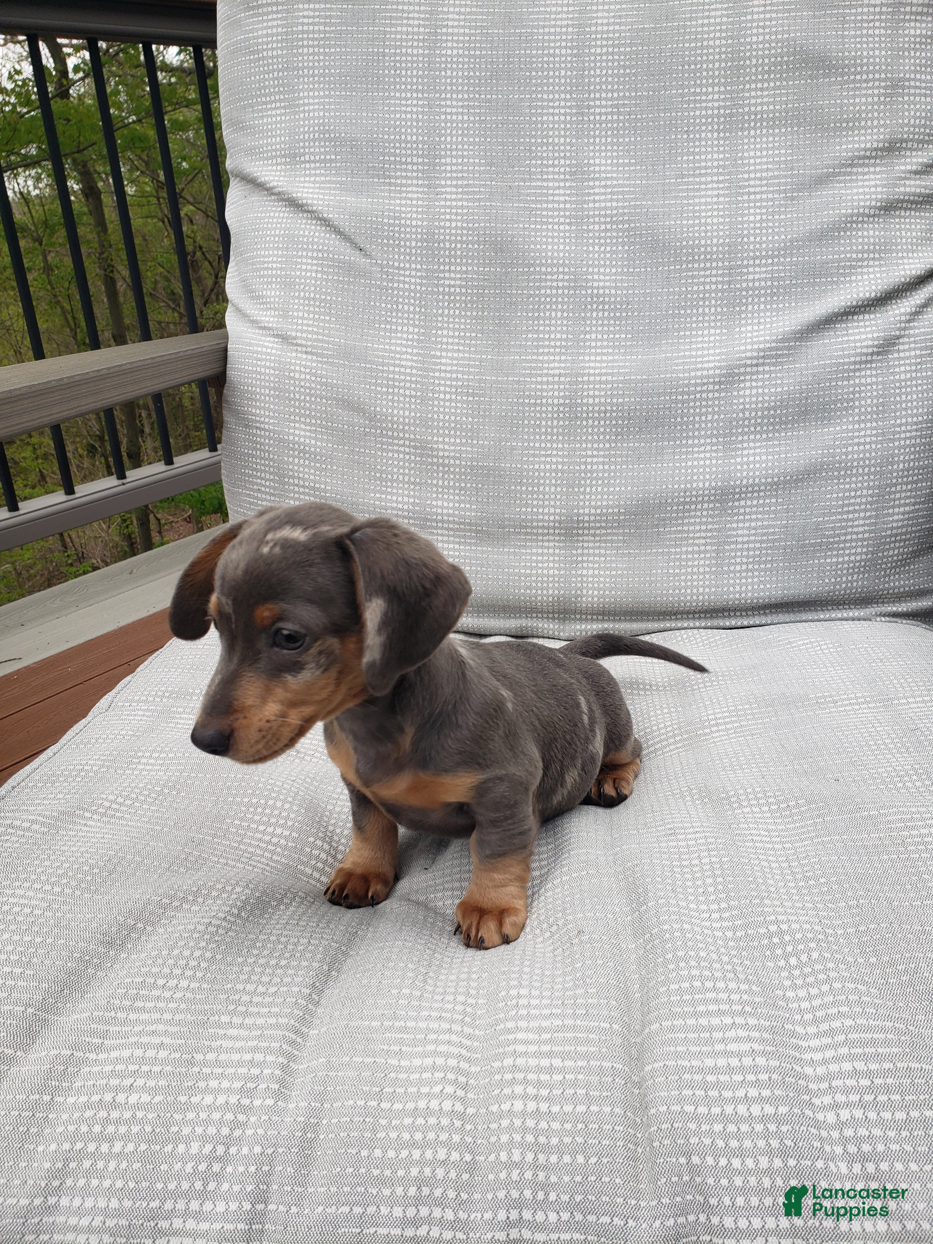 Miniature Dachshund dogs Miniature Dachshund Puppy 2 - Ad 2