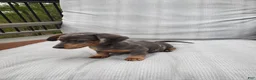 Miniature Dachshund dogs for sale: Miniature Dachshund Puppy 2 - Ad 3