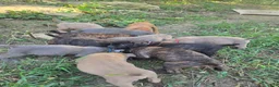 Cane Corso dogs for sale: Cane Corso 8 - Ad 2