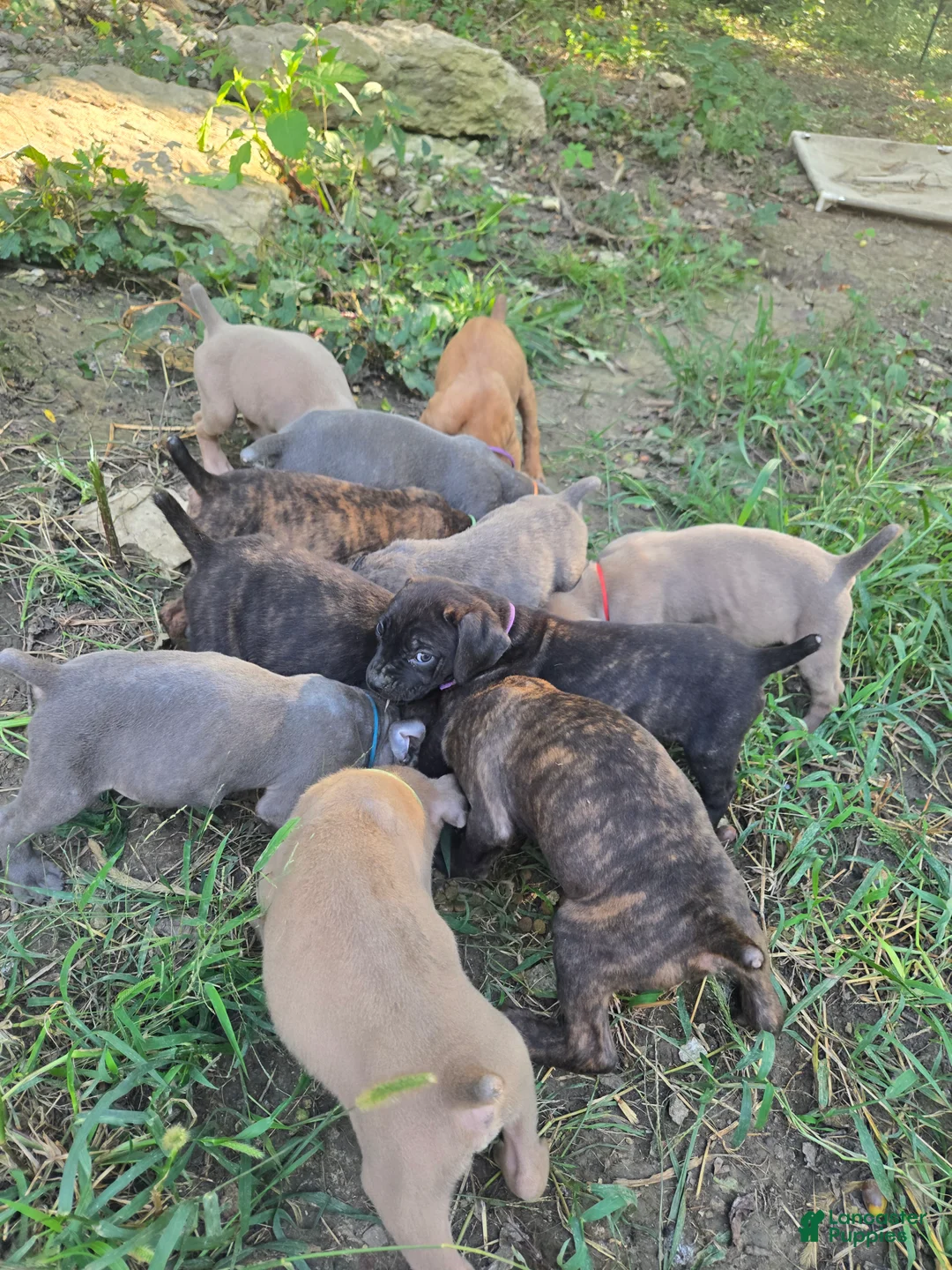 Cane Corso dogs for sale: Cane Corso 8 - Ad 2