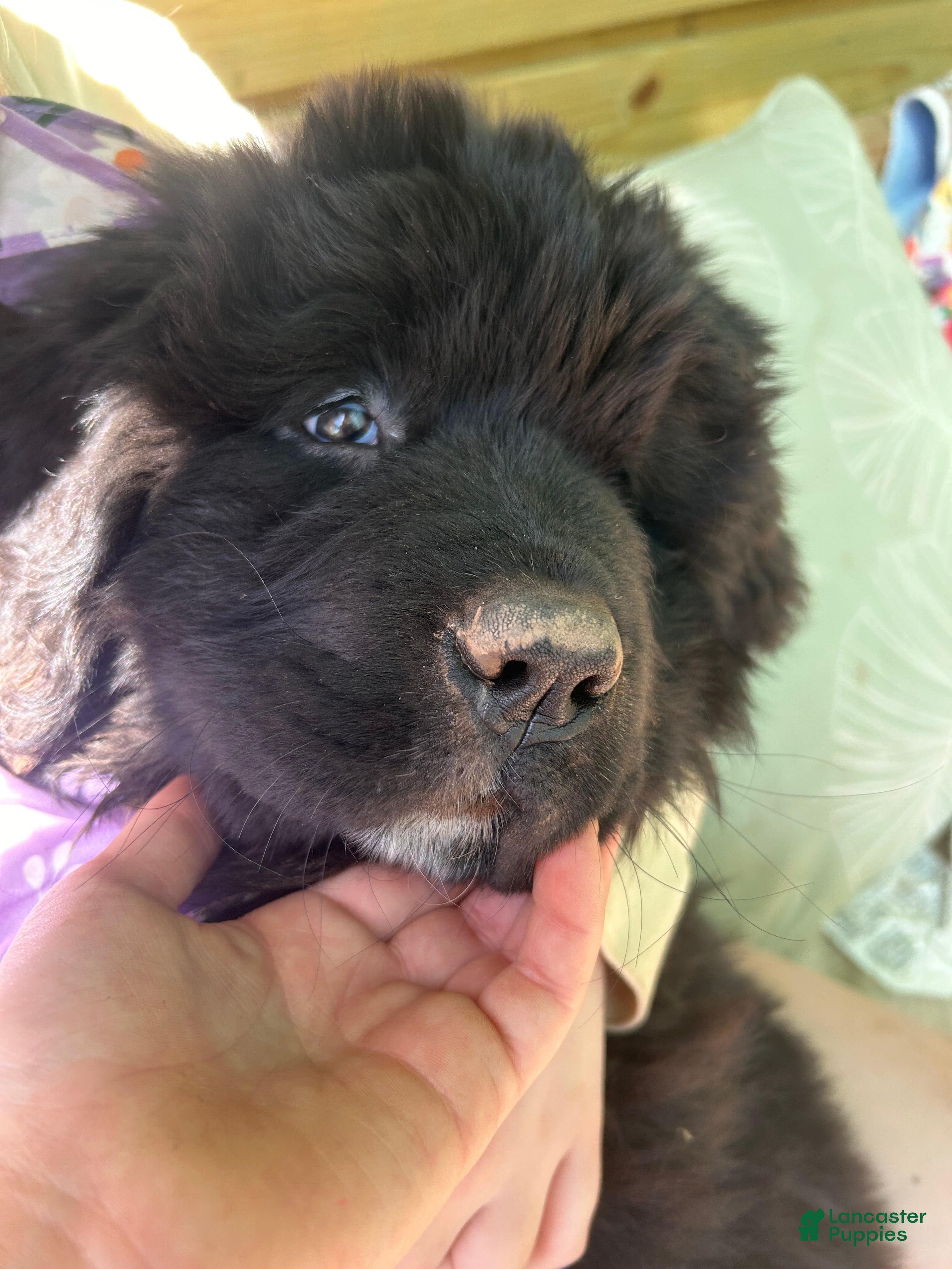 Newfoundland dogs Moth - Ad 1