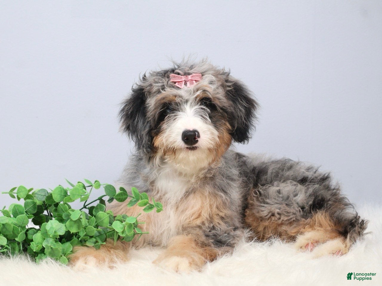 Mini Bernedoodle dogs Fern  - Ad 2