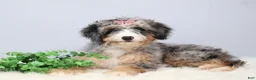 Mini Bernedoodle dogs for sale: Fern  - Ad 5