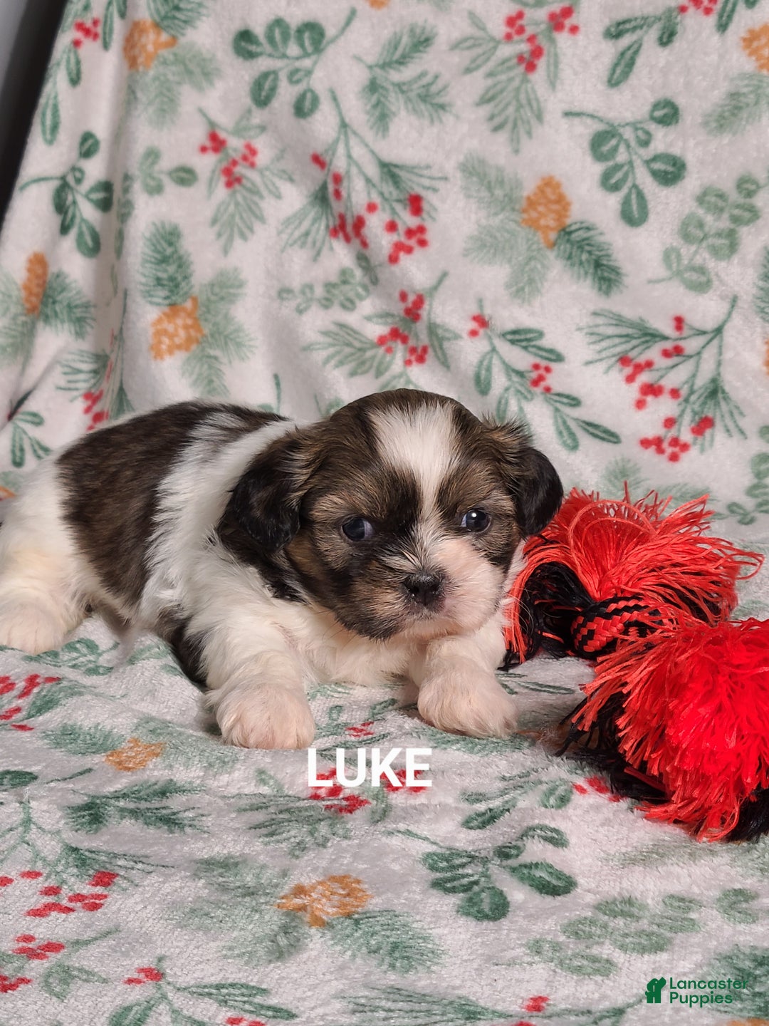 Shih Tzu dogs for sale: Luke  - Ad 4