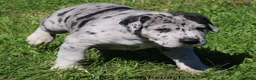Great Dane dogs for sale: Great Dane 2 - Ad 3