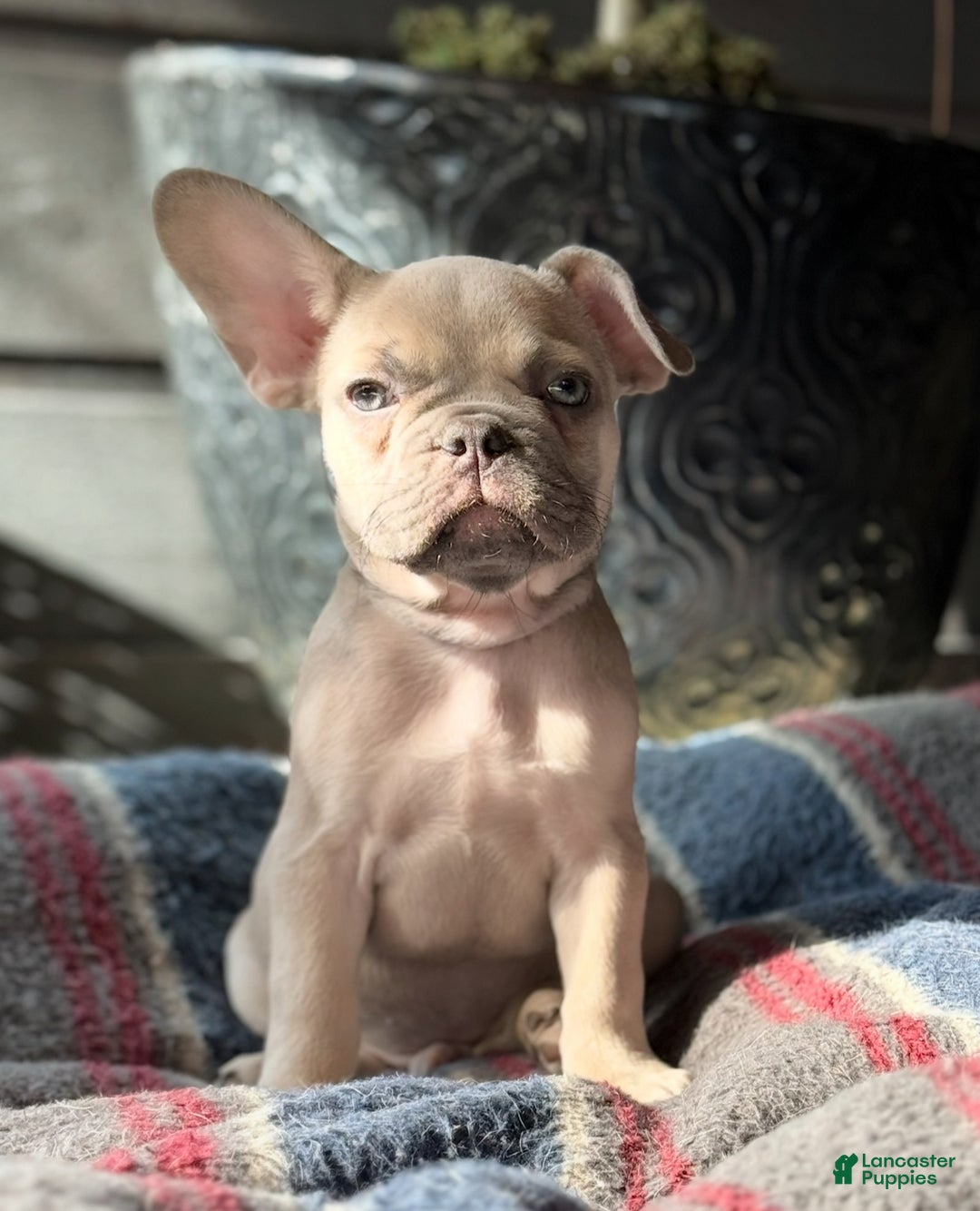 French Bulldog dogs for sale: French Bulldog Puppy 1 - Ad 2