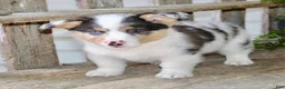 Mixed Breed dogs for sale: Oscar - Ad 5