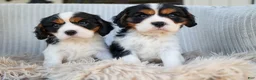 Cavalier King Charles Spaniel dogs for sale: Walker 🩵 - Ad 18