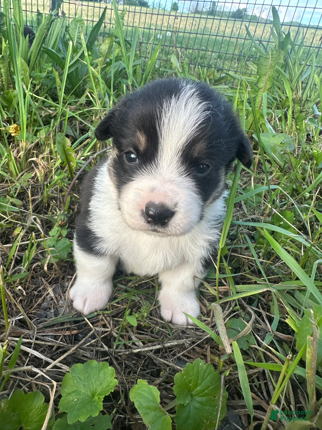 Welsh Corgi Pembroke dogs for sale: Marley - Ad 3