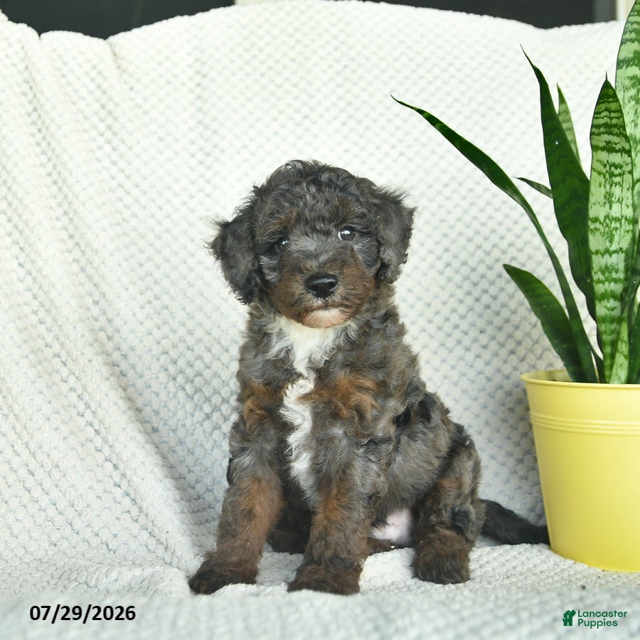 Aussiedoodle dogs Whistler  - Ad 1