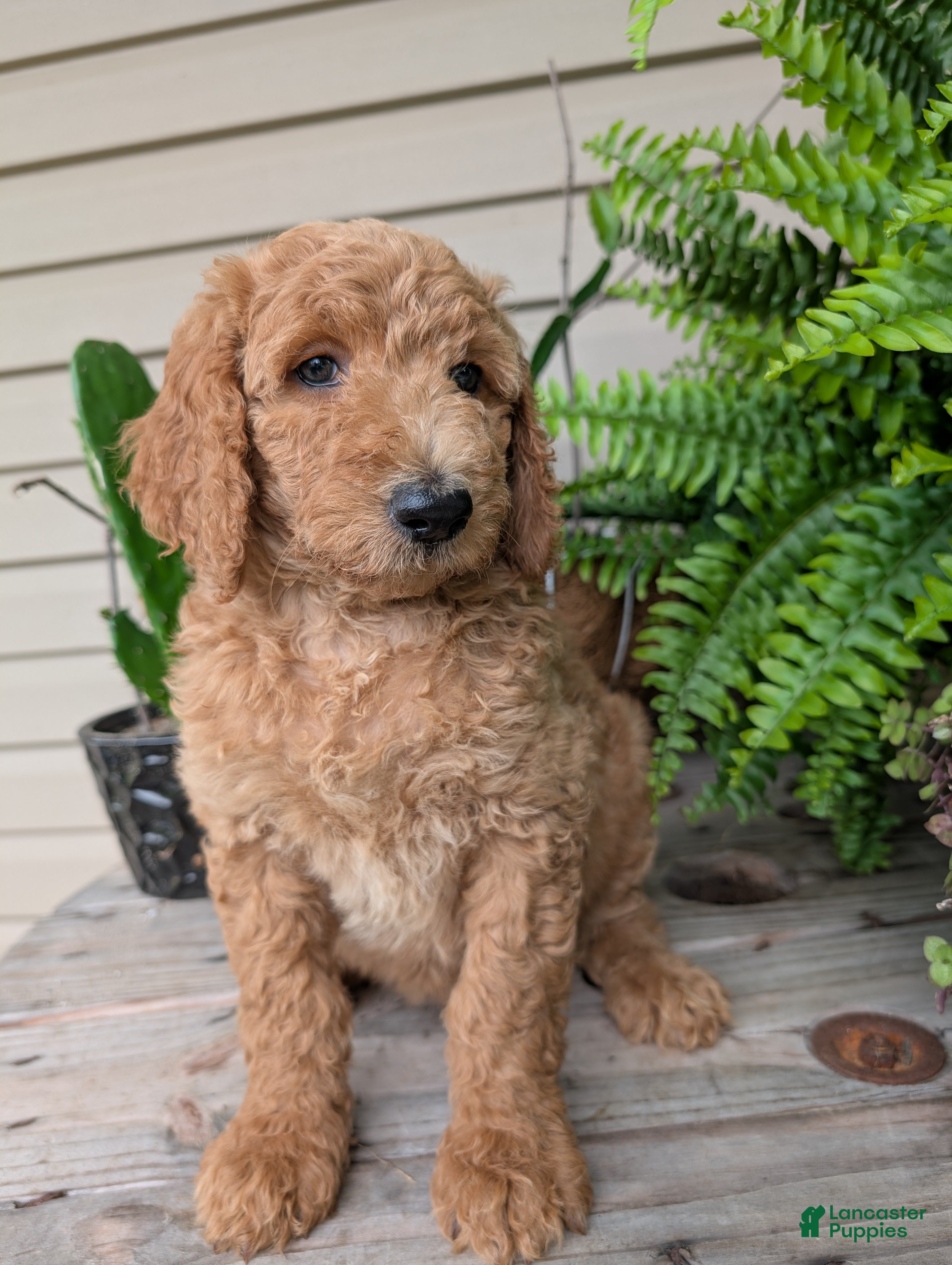 Goldendoodle dogs Pokie - Ad 2