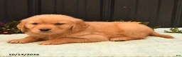 Golden Retriever dogs for sale: Bruno - Ad 3
