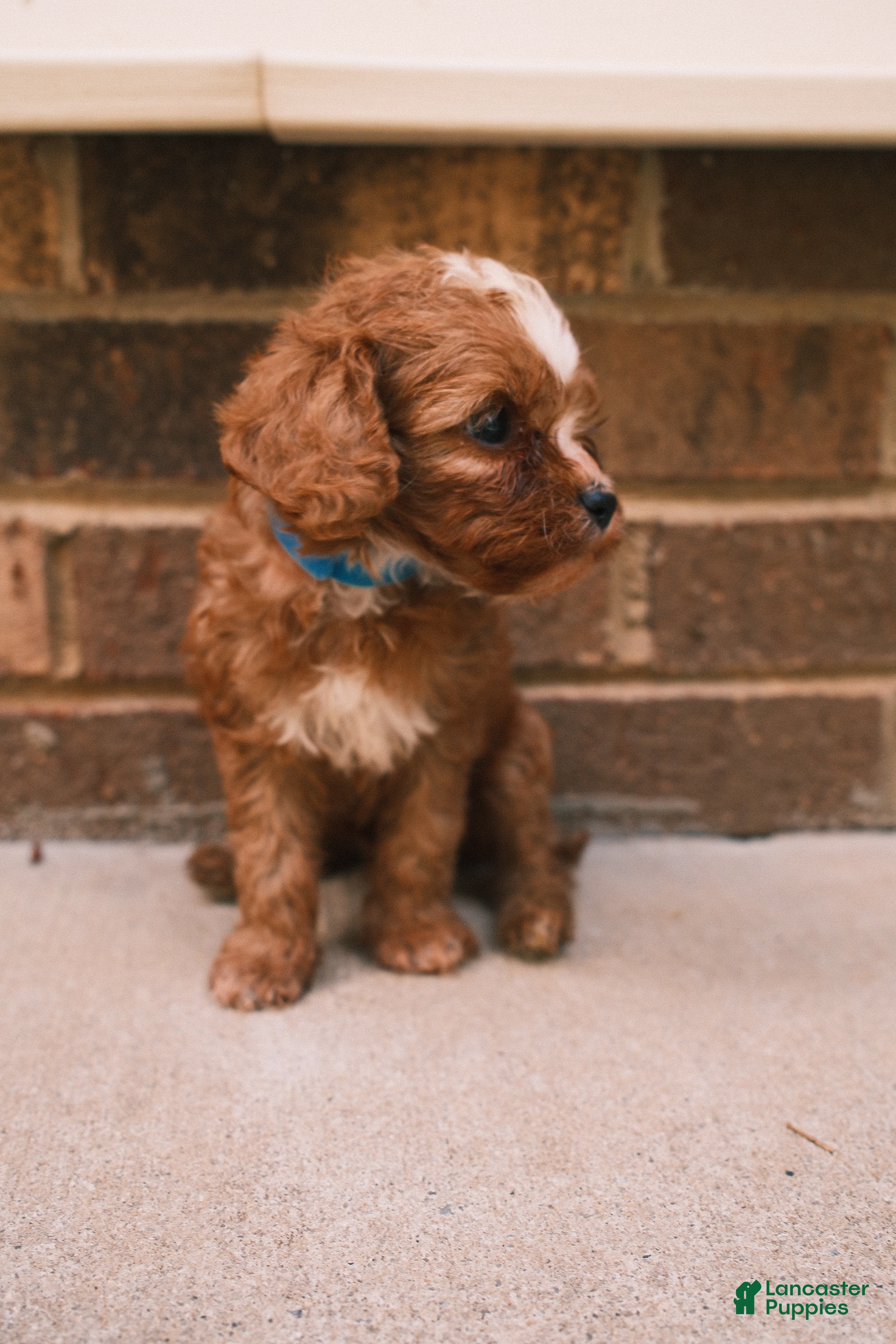 Cavapoo dogs Bluey - Ad 1