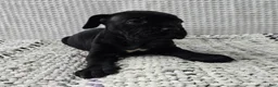Cane Corso dogs for sale: Rogue - Ad 3