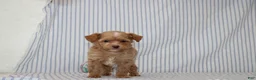 Shihpoo dogs for sale: Peter - Ad 4