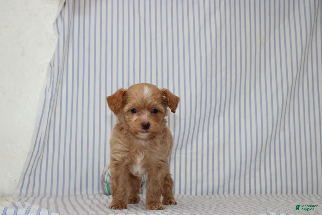 Shihpoo dogs for sale: Peter - Ad 4