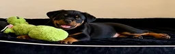 Rottweiler dogs for sale: Rottweiler AKC - Ad 5