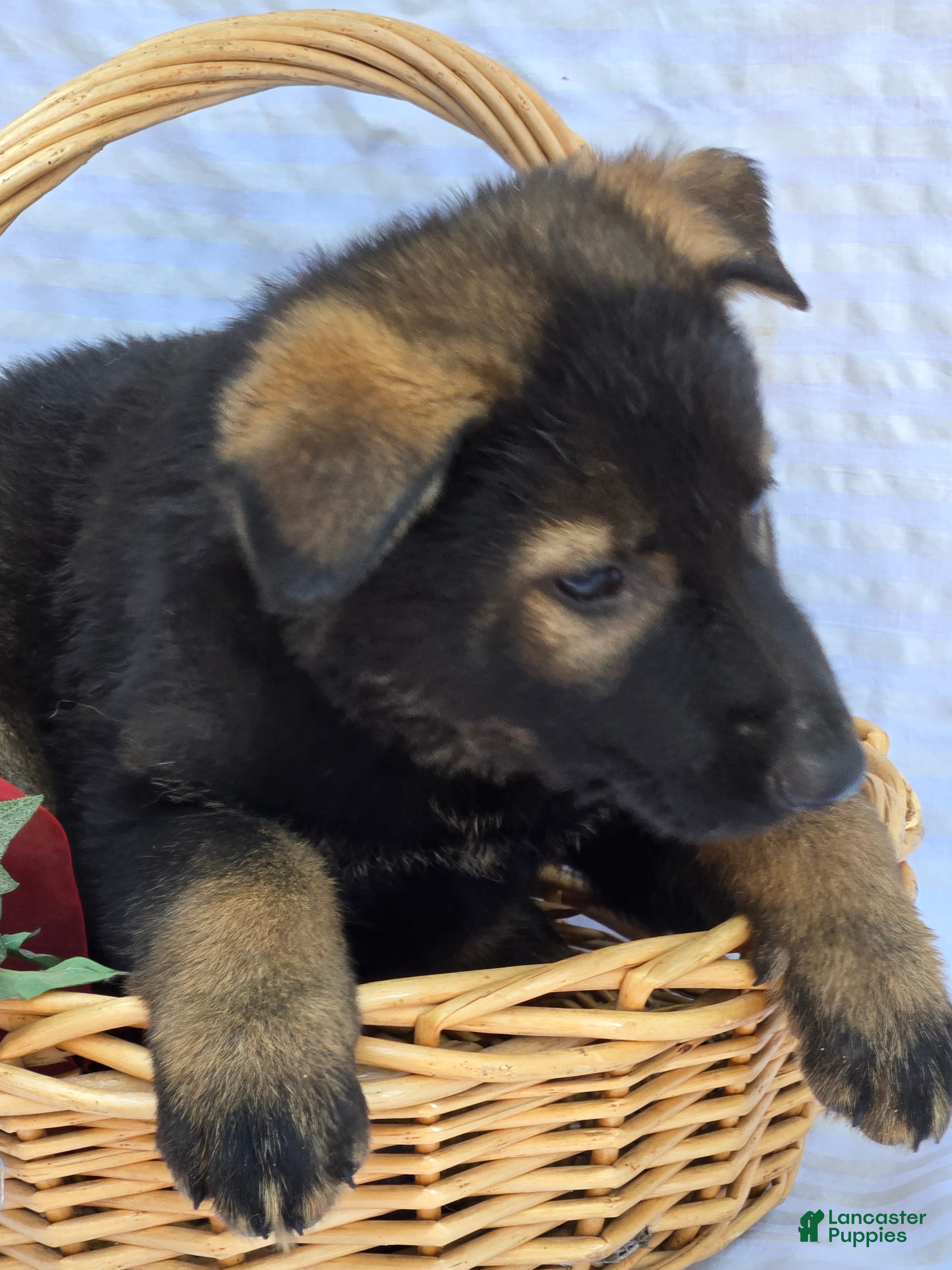 German Shepherd dogs for sale: German Shepherd 4 - Ad 3