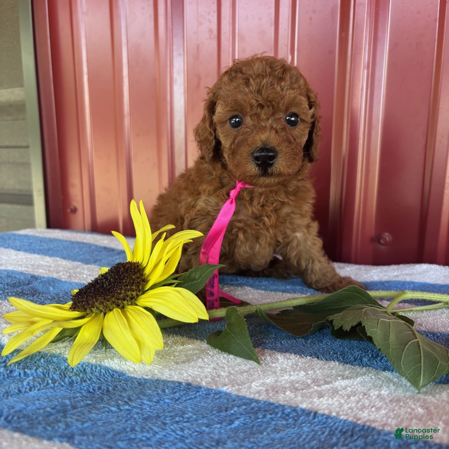 Miniature Poodle dogs Wanda - Ad 2