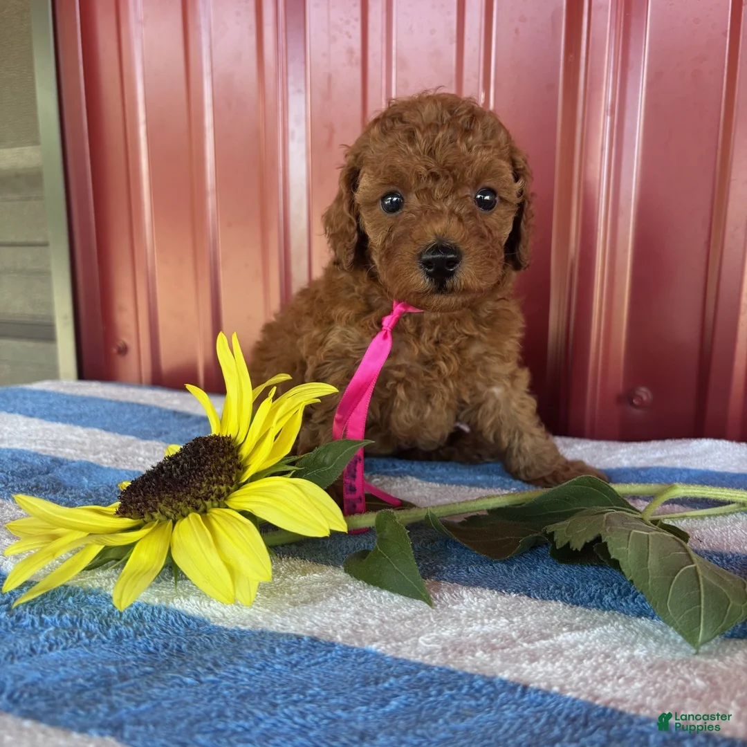 Miniature Poodle dogs for sale: Wanda - Ad 2