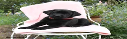 Labrador Retriever dogs for sale: Marshel - Ad 4