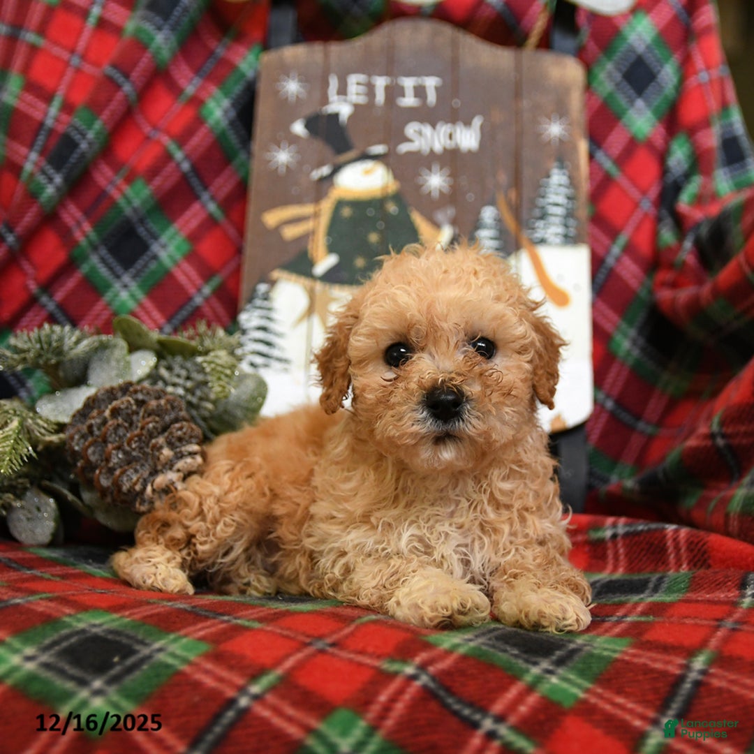 Bichpoo dogs for sale: Nash - Ad 1