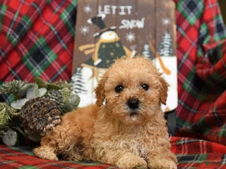 Bichpoo dogs Nash - Ad 15