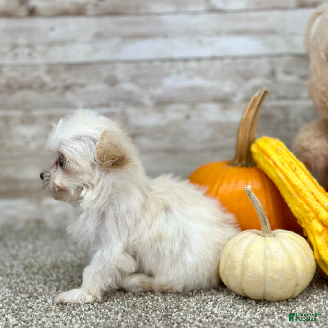 Maltipoo dogs for sale: Girl Maisie - 0211 - Ad 2
