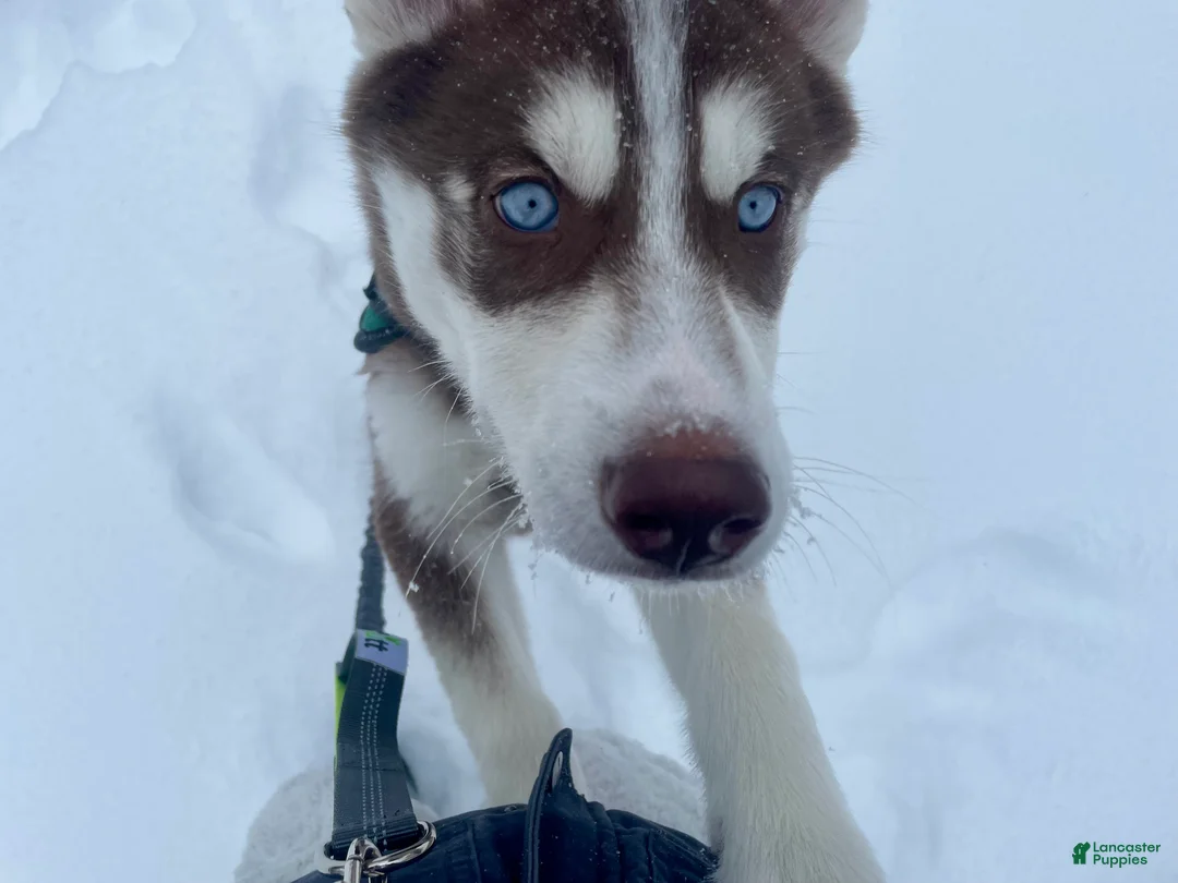 Siberian Husky dogs for sale: AKC Siberian Husky - Idris - Ad 5