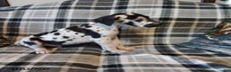 Great Dane dogs for sale: Oreo - Ad 3