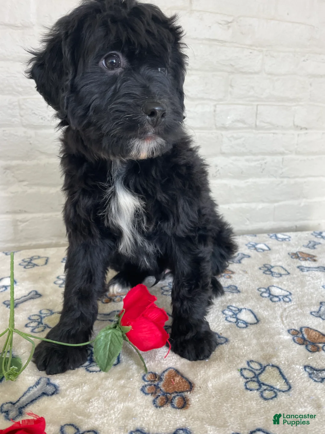 Mixed Breed dogs for sale: Parker - Ad 2