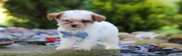 Cavapoo dogs for sale: Marley - Ad 6