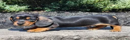 Miniature Dachshund dogs for sale: Rocky - Ad 2