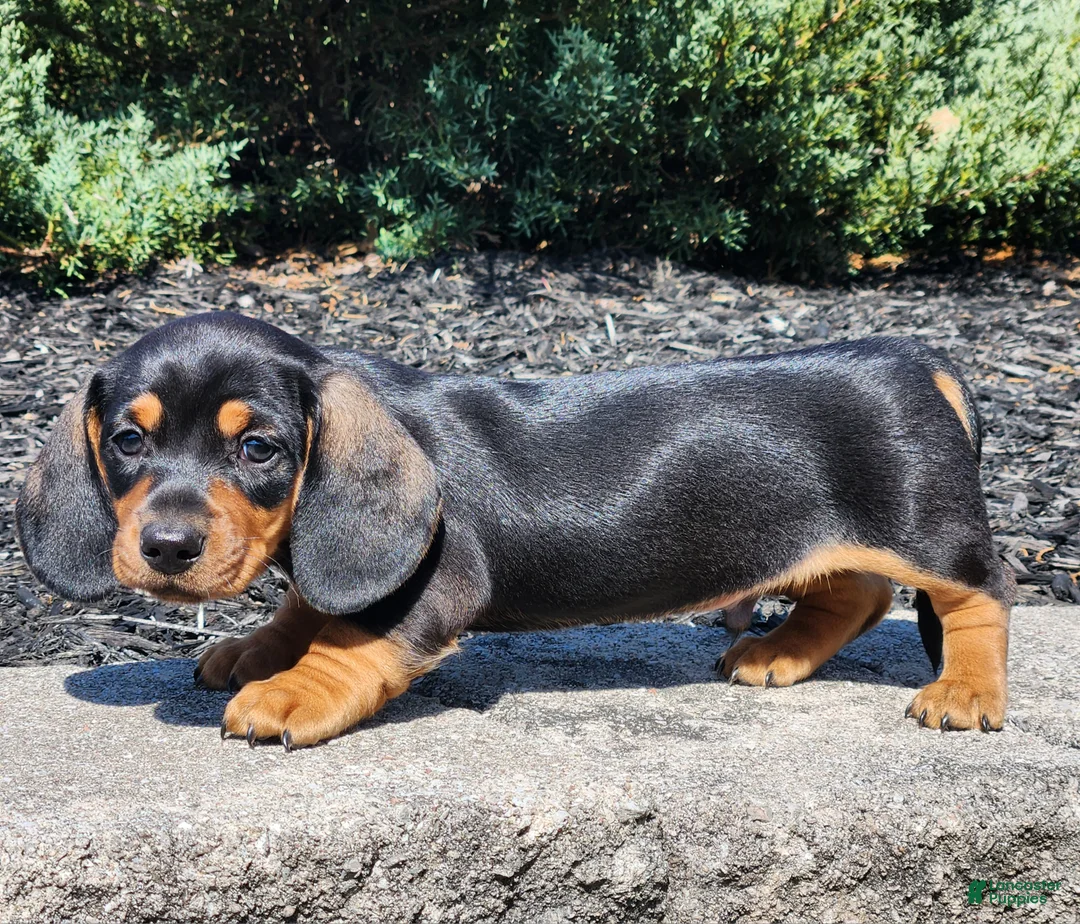 Miniature Dachshund dogs for sale: Rocky - Ad 2