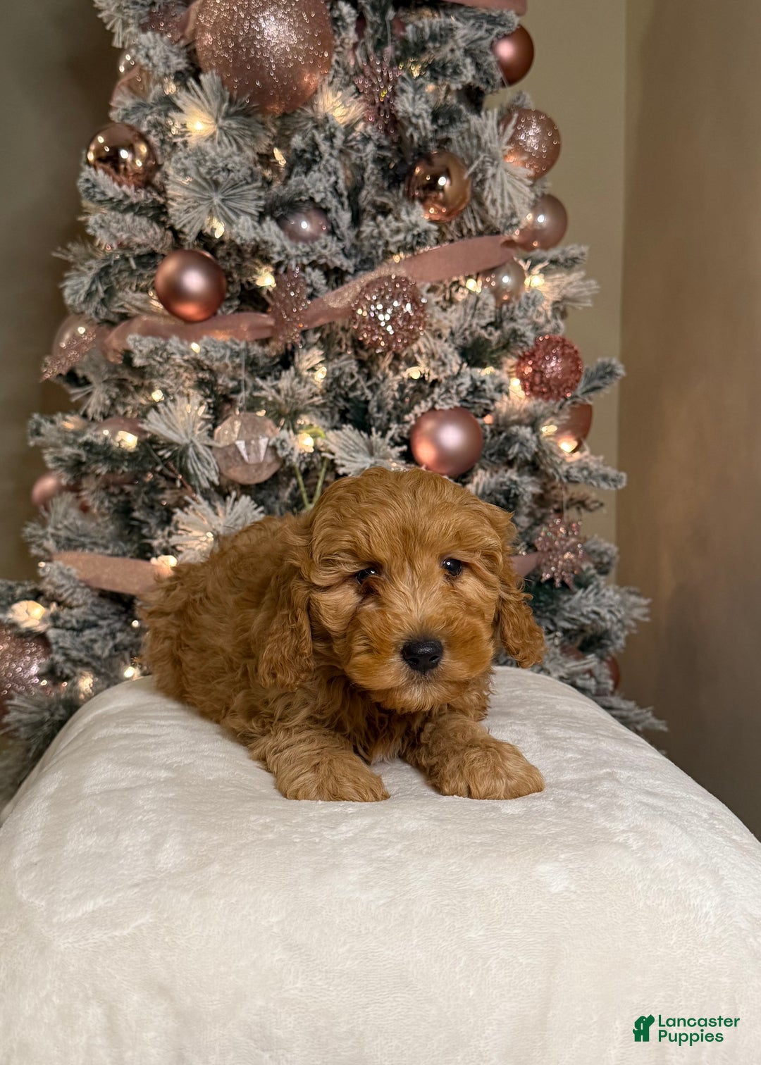 Mini Goldendoodle dogs for sale: Logan - Ad 3