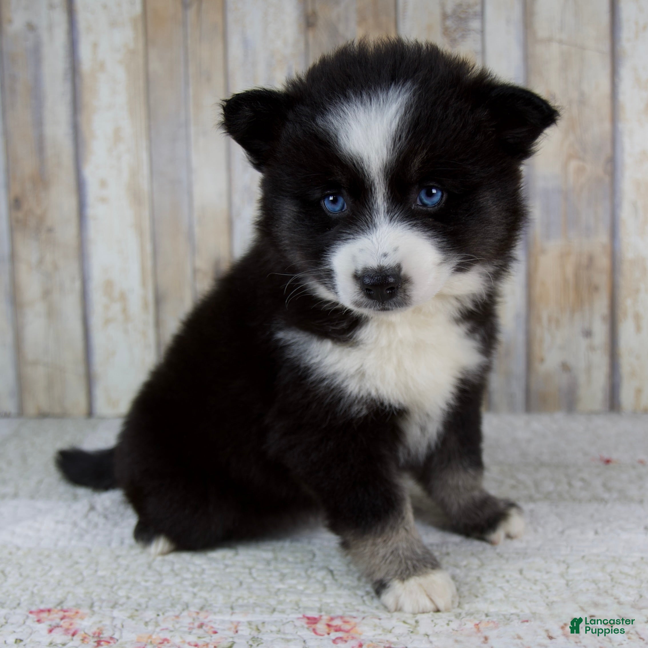 Pomsky dogs Bella - Ad 2