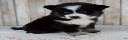 Pomsky dogs for sale: Bella - Ad 2