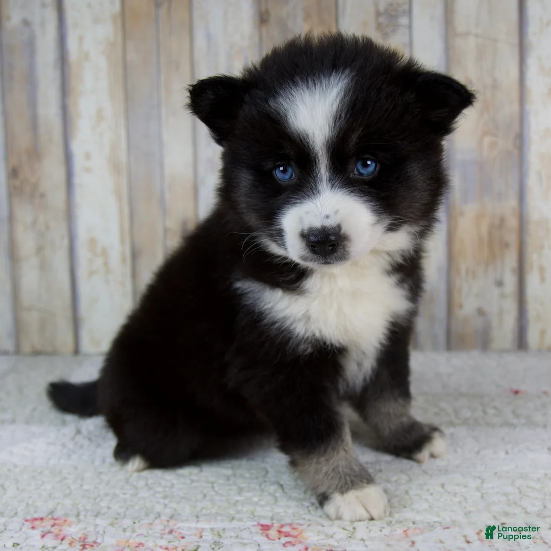 Pomsky dogs for sale: Bella - Ad 2