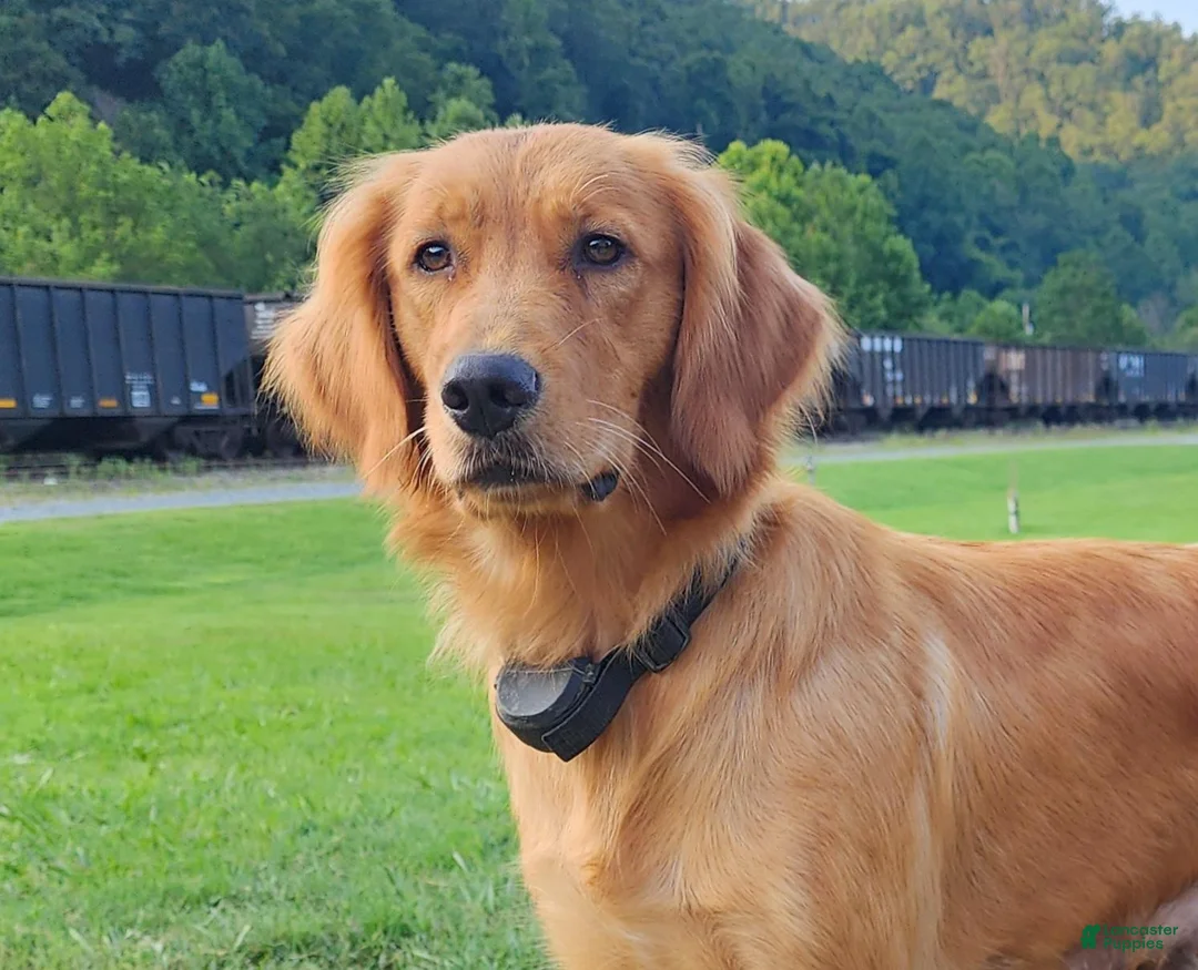 Golden Retriever dogs for sale: AKC Sunny - Ad 2