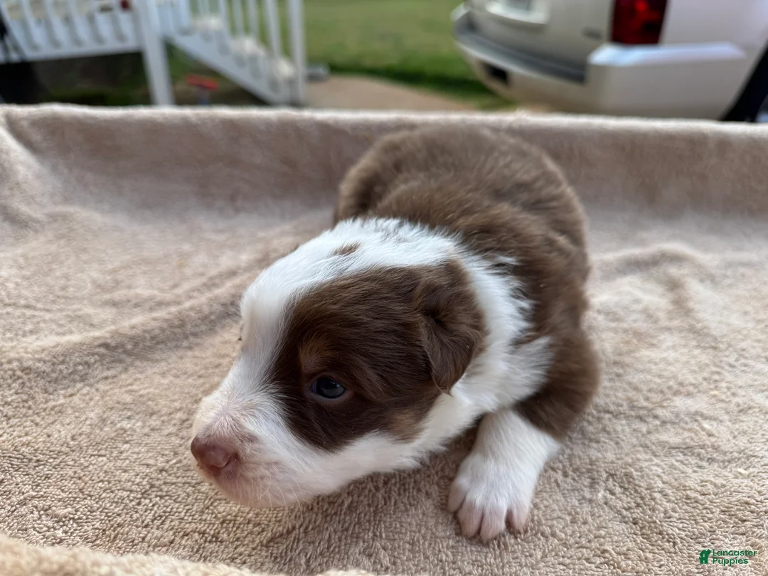 Border Collie dogs for sale: Rusty - Ad 1