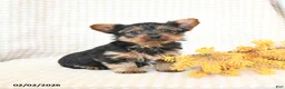 Yorkshire Terrier dogs for sale: Teddy - Ad 5