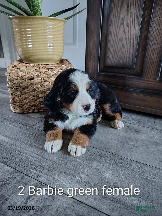 Bernese Mountain Dog dogs Barbie - Ad 1
