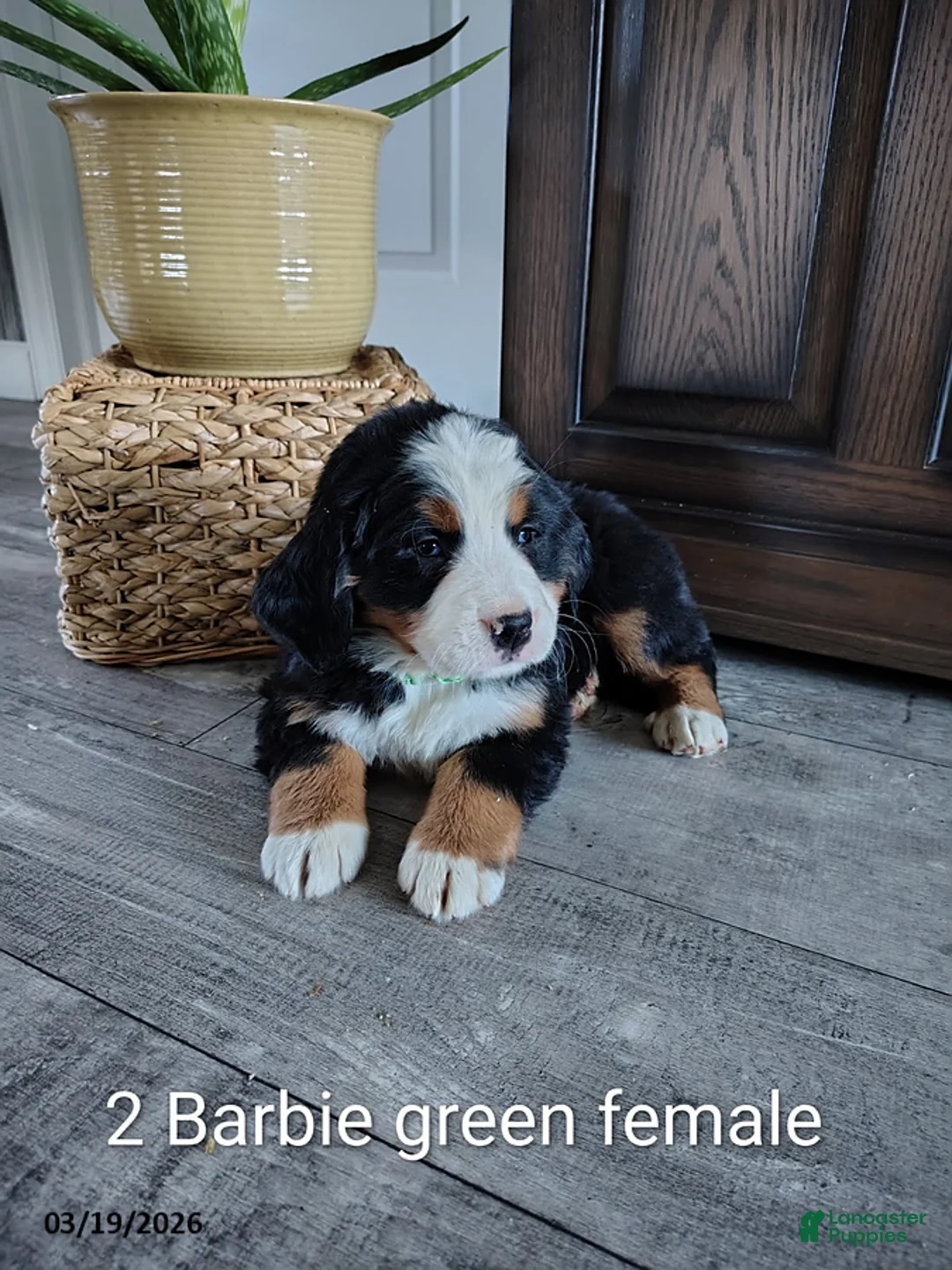 Bernese Mountain Dog dogs for sale: Barbie - Ad 1
