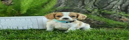 Cavalier King Charles Spaniel dogs for sale: Franklin - Ad 1