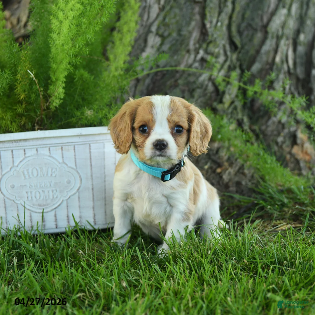 Cavalier King Charles Spaniel dogs for sale: Franklin - Ad 1