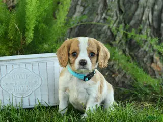Cavalier King Charles Spaniel dogs for sale: Franklin - Ad 2